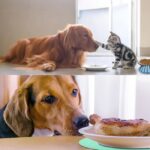 Billowvolve Katzennäpfe 2er Set mit erhöhtem Keramikständer – Ergonomischer Futternapf für Katzen & Welpen – Bild 4