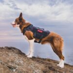 OneTigris Taktisches Hundegeschirr M – Anti-Zug No-Pull für Mittelgrosse Hunde – Bild 6