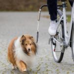 TRIXIE Hunde-Fahrradleine Biker-Set S–M – Sichere Radtouren mit kleinen bis mittleren Hunden – Bild 2