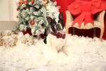 Unique Style Paws Hundehalsband mit Fliege – Verstellbar für grosse Hunde & Katzen – Bild 5