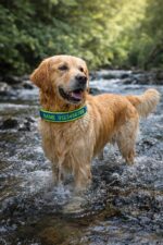 Personalisiertes Hundehalsband Biothane (XS–XXL) – Individuell bestickt mit Name & Telefonnummer – Bild 9