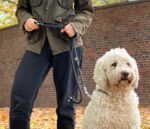Leisegrün Hundeleine 3m verstellbar – Führleine für grosse Hunde bis 80 kg – Bild 4