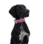 elropet Personalisiertes Hundehalsband mit Bestickung – XS bis XXL für alle Hunde – Bild 4