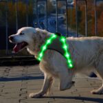 ChalkLit LED Hundegeschirr M – USB-Aufladbar mit 500m Sichtbarkeit, Grün – Bild 6