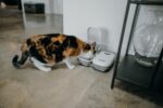 Cat Mate C200 Futterautomat für zwei Mahlzeiten – Zeitgesteuert für Katzen & kleine Hunde – Bild 4