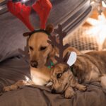 RANYPET Weihnachts-Geweih Stirnband Set für Hunde – Rentier-Kostüm Zubehör – Bild 6