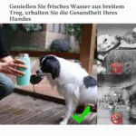 VIVAGLORY Hundetrinkflasche 750ml Edelstahl – Auslaufsichere Reiseflasche für Hunde – Bild 5
