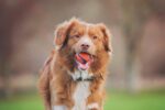 Chuckit! Ultra Ball 8er-Set mit Trageeimer – Apportierball für Hunde – Bild 6