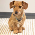 LAUBLUST Personalisierte Futterstation für Hunde – Bambus mit Gravur, Grössen M, L, XL – Bild 8