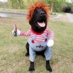 Bprtcra Deadly Doll Hundekostüm Grösse M – Halloween & Cosplay für Mittelgrosse Hunde – Bild 7