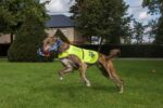 4LegsFriend Hunde-Sicherheitsweste XL mit Leinenbefestigung – Reflektierende Sichtbarkeitsweste – Bild 2