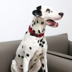 Unique Style Paws Hundehalsband verstellbar XS-XL – Premium Designhalsband für kleine, mittlere & grosse Hunde – Bild 5