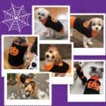Asmea Hundepullover Halloween Kürbis-Kostüm Größe M – Weiches Hundekostüm für kleine & mittlere Hunde – Bild 2