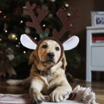 RANYPET Weihnachts-Geweih Stirnband Set für Hunde – Rentier-Kostüm Zubehör – Bild 7