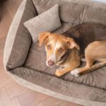4L Textil Molly Cord Hundebett 100x80 cm – Maschinenwaschbar für mittelgrosse Hunde – Bild 5