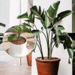 Tianher Blumentopfschutz 52cm – Pflanzengitter gegen Katzen & für Kindersicherheit, 2er Set – Bild 6