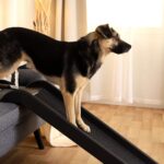 lionto Hunderampe 100x38 cm – Gelenkschonend bis 90 kg für Auto & Möbel – Bild 3
