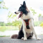 PHOEPET Hundegeschirr Grösse M – Reflektierend, ohne Kopfdurchgang, mit Trainingsgriff – Bild 7