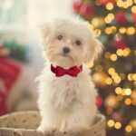ARING PET Samt-Hundehalsband mit Schleife – Weiches Halsband für kleine & mittlere Hunde – Bild 4