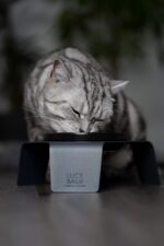 LucyBalu Bowl Porzellan Katzennapf 2er-Set – Kippsicher & Schnurrhaarfreundlich – Bild 8