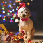 ARING PET Samt-Hundehalsband mit Schleife – Weiches Halsband für kleine & mittlere Hunde – Bild 5