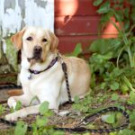 SYCozupy Hundeleine 3m verstellbar mit Doppelkarabiner – Premium Führleine für grosse Hunde – Bild 5