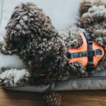 HUNTER Maldon UP Hundegeschirr Grösse S-M – Reflektierendes Nylon-Geschirr mit 3M Scotchlite – Bild 7