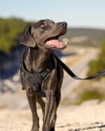 Joytale Anti-Zug Hundegeschirr M – Würgefrei & sicher für mittelgrosse Hunde – Bild 6