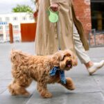 CECOMBINE 8m Hundeleine mit LED-Licht – Rollleine für Hunde bis 50 kg – Bild 7