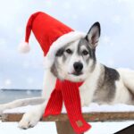 RANYPET Weihnachtsmütze & Schal Set für Hunde – Festliches Kostüm für grosse & mittlere Rassen – Bild 5
