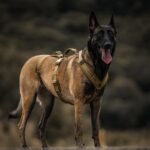 OneTigris HOUNDLOCK Taktisches Hundegeschirr – Ausbruchsicher & Komfortabel in Grösse M – Bild 7