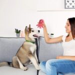 LEGEND SANDY Hundespielzeug-Set mit 12 Quietschern – Plüsch-Kauspielzeuge für kleine Hunde – Bild 7
