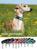 Yonsbox Personalisiertes Reflektierendes Hundehalsband mit Gravur – Sicherheit & Komfort – Bild 8