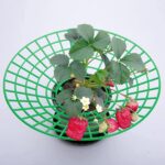 AIMEKE 15er Set Erdbeerstützen – Schutz vor Fäulnis & Schimmel für gesunde Erdbeeren – Bild 6
