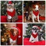 ZTA Weihnachts-Haustierschal Rot Grösse S – Gestricktes Kostüm für Hunde & Katzen – Bild 3