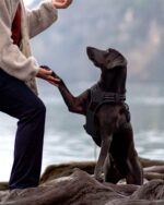 Joytale Anti-Zug Hundegeschirr M – Würgefrei & sicher für mittelgrosse Hunde – Bild 7