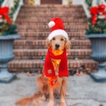 RANYPET Weihnachtsmütze & Schal Set für Hunde – Festliches Kostüm für grosse & mittlere Rassen – Bild 6