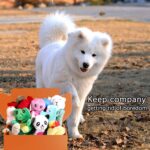 LEGEND SANDY Hundespielzeug-Set mit 12 Quietschern – Plüsch-Kauspielzeuge für kleine Hunde – Bild 6