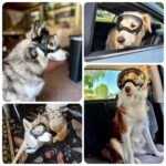 NAMSAN Hundebrille mit UV-Schutz & Weitblickgläsern – Augenschutz für grosse Hunde – Bild 2