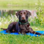 Nobby Kühlmatte XL 110 x 70 cm – Selbstkühlende Gelunterlage für Hunde & Katzen – Bild 4
