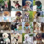 BELLA & PAL Hundegeschirr XS mit Air Mesh & Leine – Step-in Geschirr für kleine Hunde – Bild 5