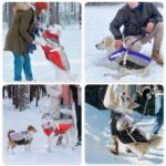 Nasjac Winter Hundemantel mit abnehmbarem Geschirr – Wasserdicht & warm für alle Grössen – Bild 7