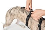 HUNTER VARIO RAPID Sicherheitsgeschirr Größe S-M – Panikgeschirr mit Bauchgurt für Angsthunde – Bild 5