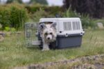 Karlie Flugzeugbox Nomad L – IATA-zertifizierte Transportbox für Hunde bis 10 kg – Bild 12