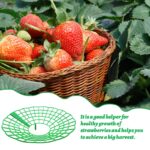 AIMEKE 15er Set Erdbeerstützen – Schutz vor Fäulnis & Schimmel für gesunde Erdbeeren – Bild 5