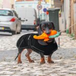 Hjyokuso Hundemantel für Dackel – Wasserdicht & Winddicht mit Bauchschutz – Bild 7