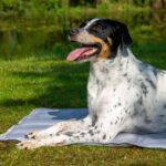 dobar Kühlmatte 99,5 x 70 cm – Selbstkühlende Hundedecke für Hunde & Katzen – Bild 5