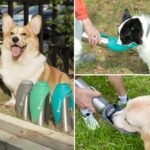 LumoLeaf Hundetrinkflasche 800ml – 2-in-1 Edelstahl Wasserspender für Reisen & Wandern – Bild 7