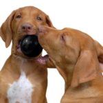 KONG Extreme Ball mit Loch – Beisssfester Spielball für grosse & mittlere Hunde – Bild 9