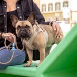 Curli Vest Harness Clasp Cord S – Ergonomisches Hundegeschirr mit DogFinder ID – Bild 4